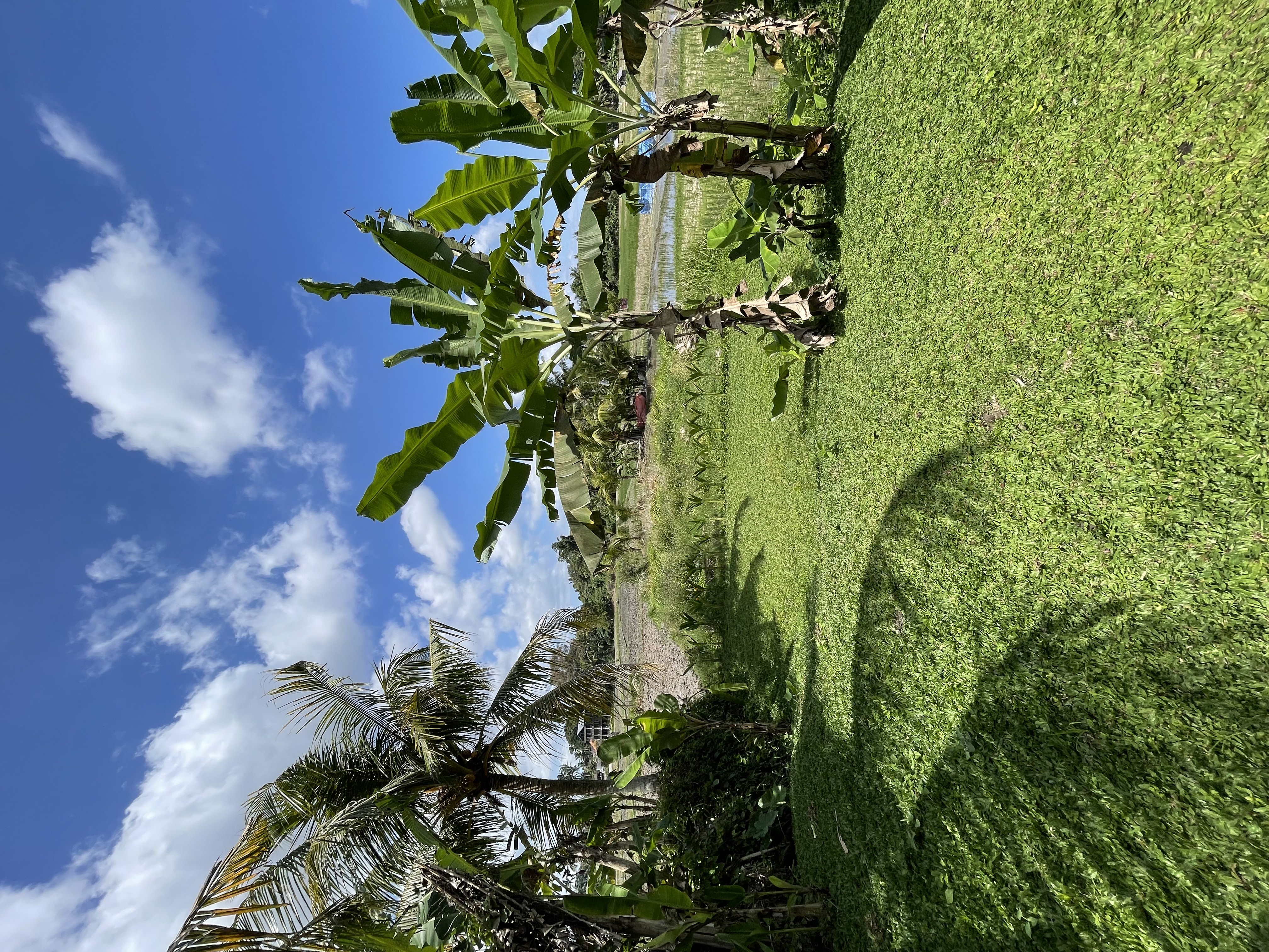 Villa 1 bed 1 in Ubud Mas 23