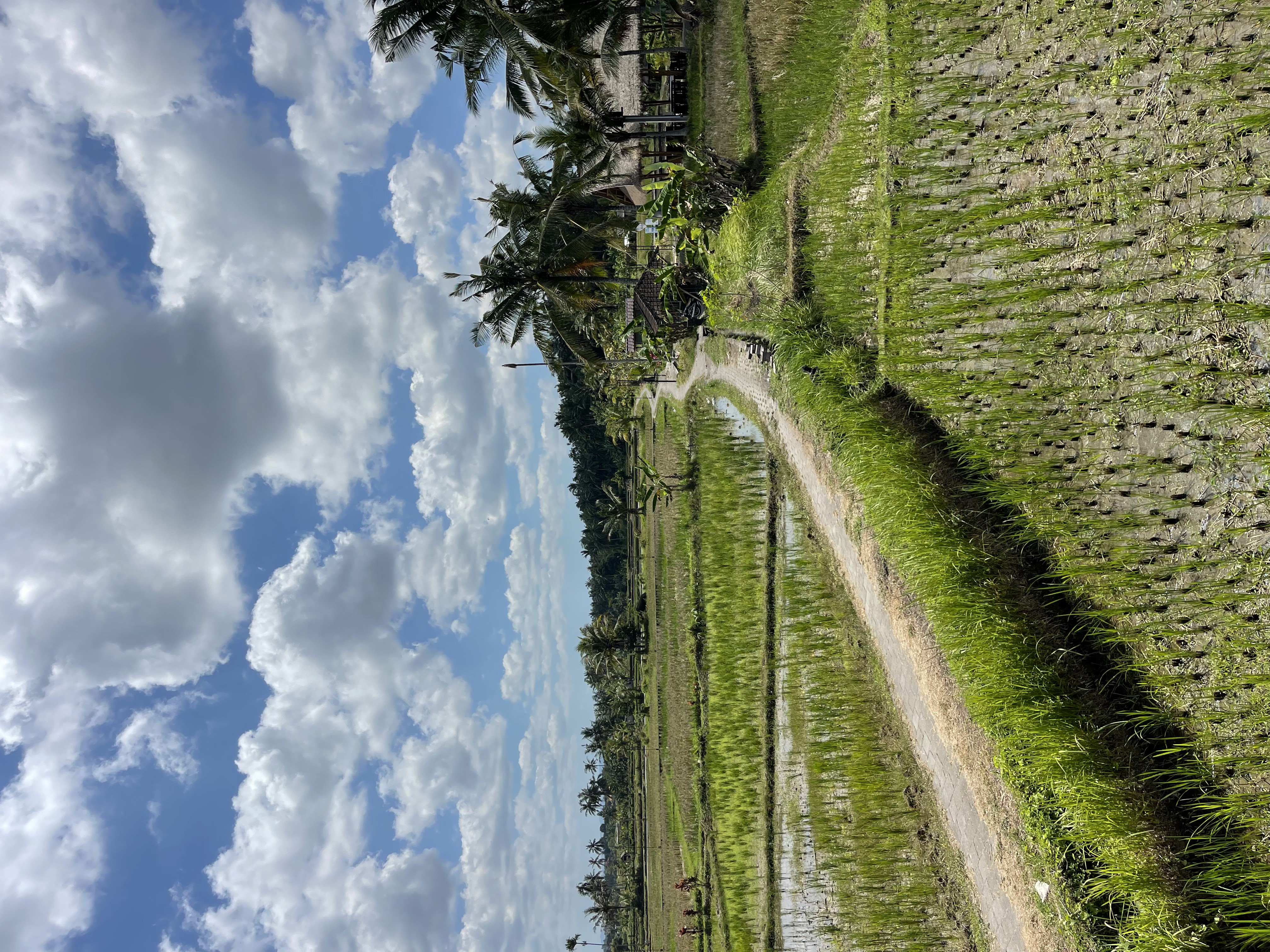 Villa 1 bed 1 in Ubud Mas 8