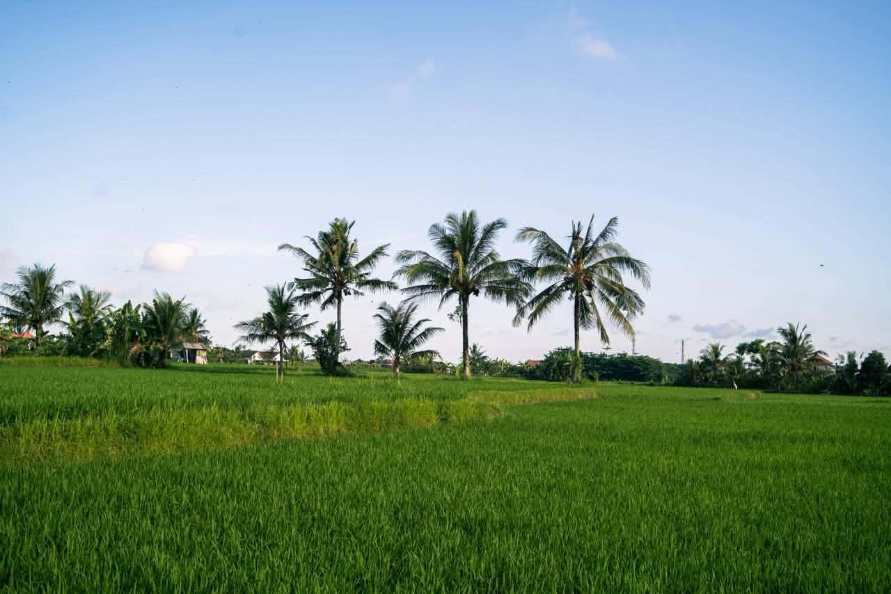 Villa 1 bed 156 in Ubud Sayan 16