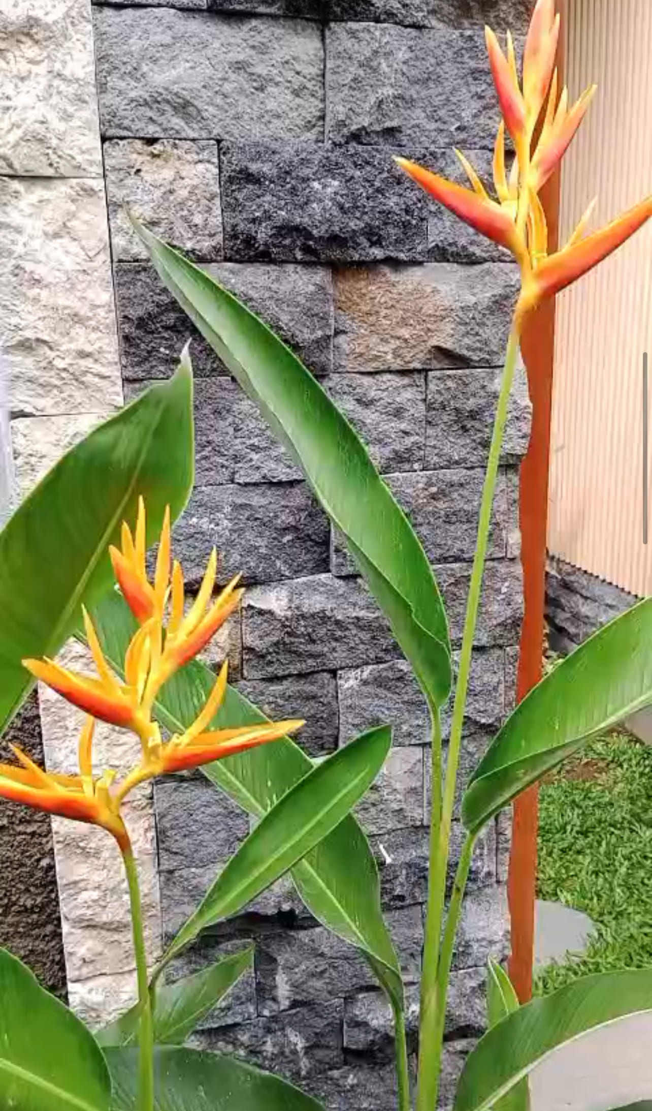 Villa 1 bed 27A in Ubud Lodtunduh 6