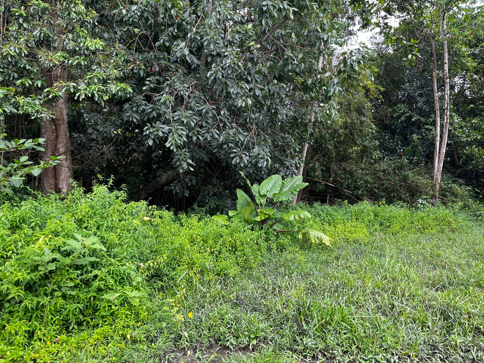 Land 80 in Kerobokan 3