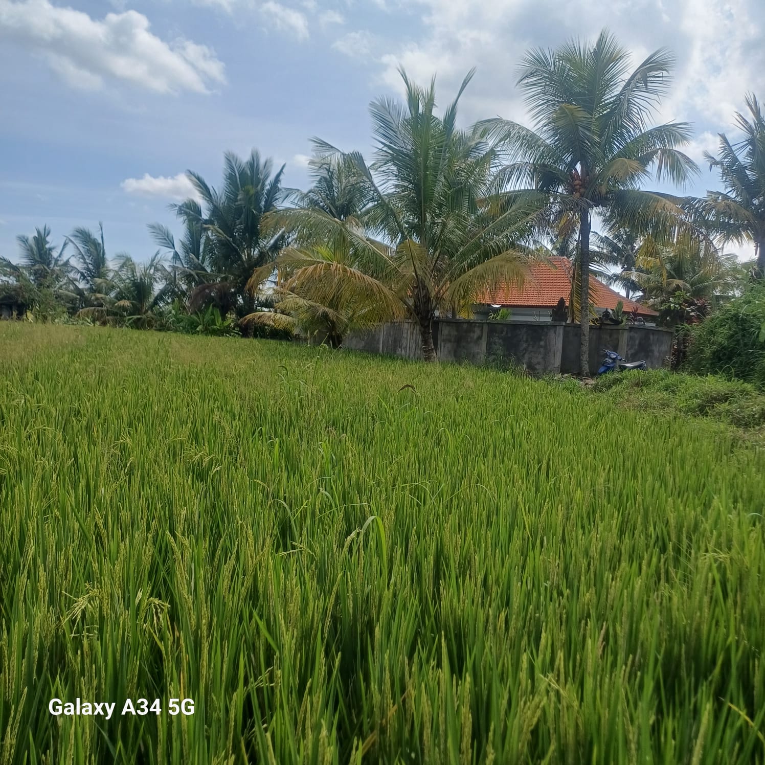 Villa 2 beds 106 in Ubud Gentong 18