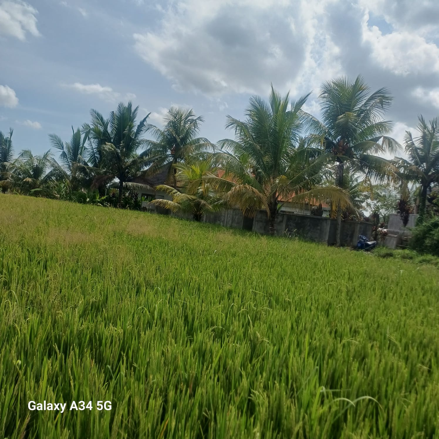 Villa 2 beds 106 in Ubud Gentong 20