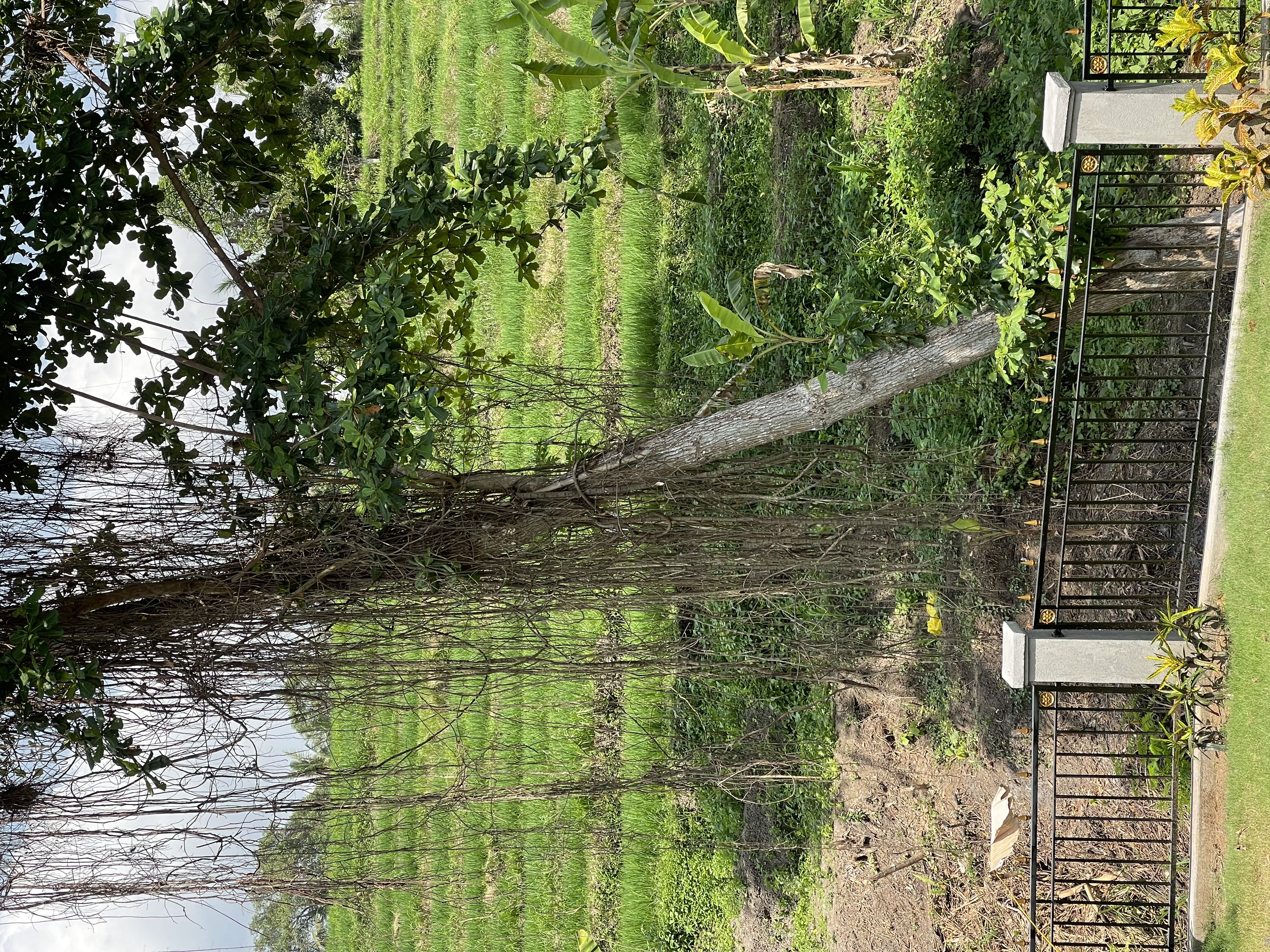 Villa 3 beds 91 in Ubud Mas 22